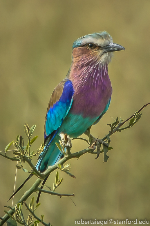 roller in the mara